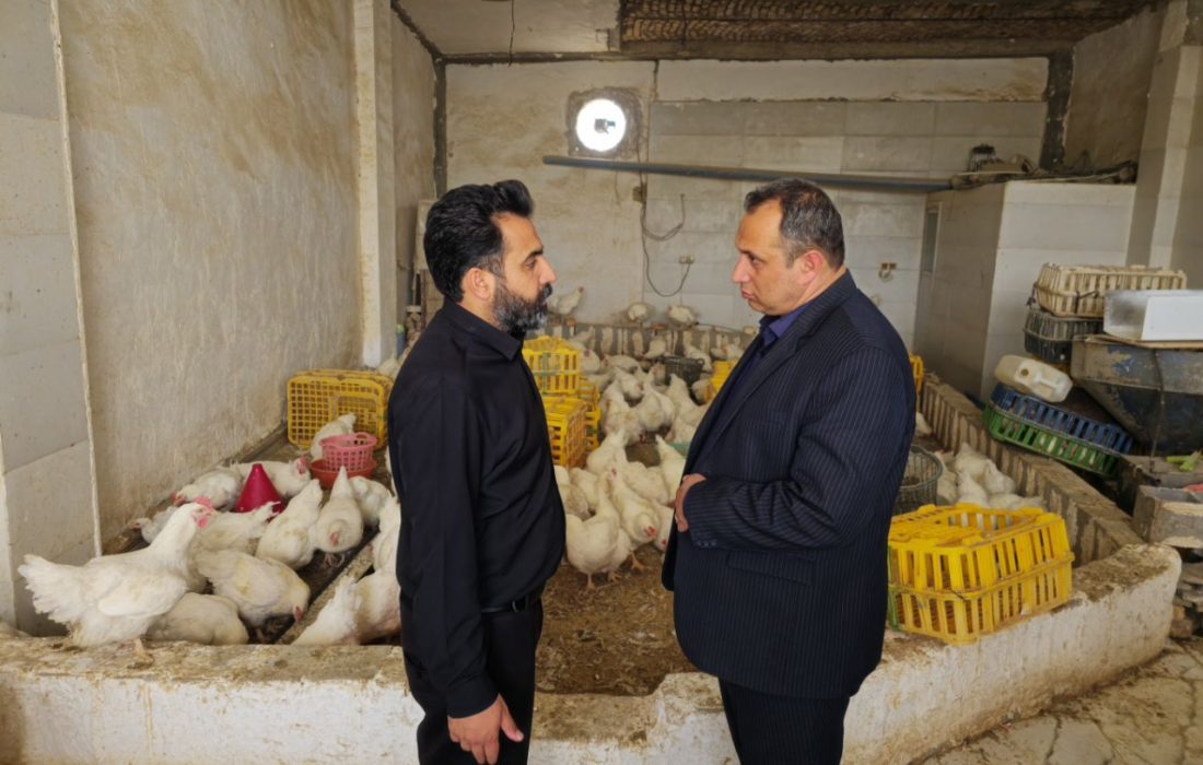 نظارت بر توزیع مراکز عرضه مرغ زنده