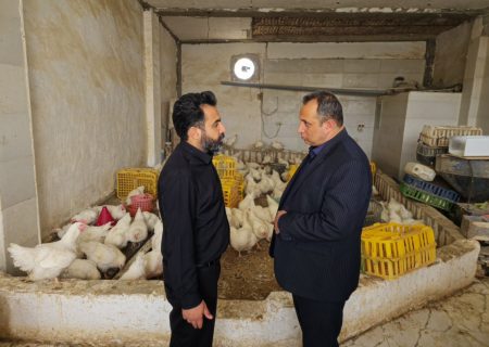 نظارت بر توزیع مراکز عرضه مرغ زنده