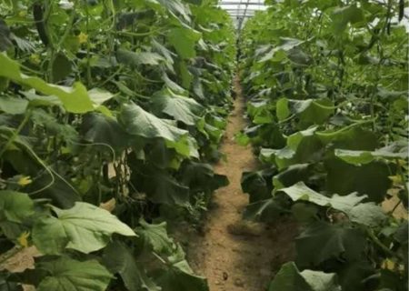 جهش ۱۰۰٪ گلخانه‌های هیرمند