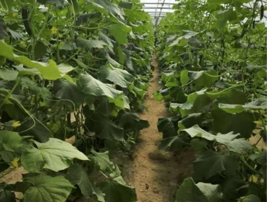 جهش ۱۰۰٪ گلخانههای هیرمند