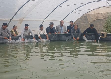 رها سازی بیست هزار پست لارو میگو وانامی