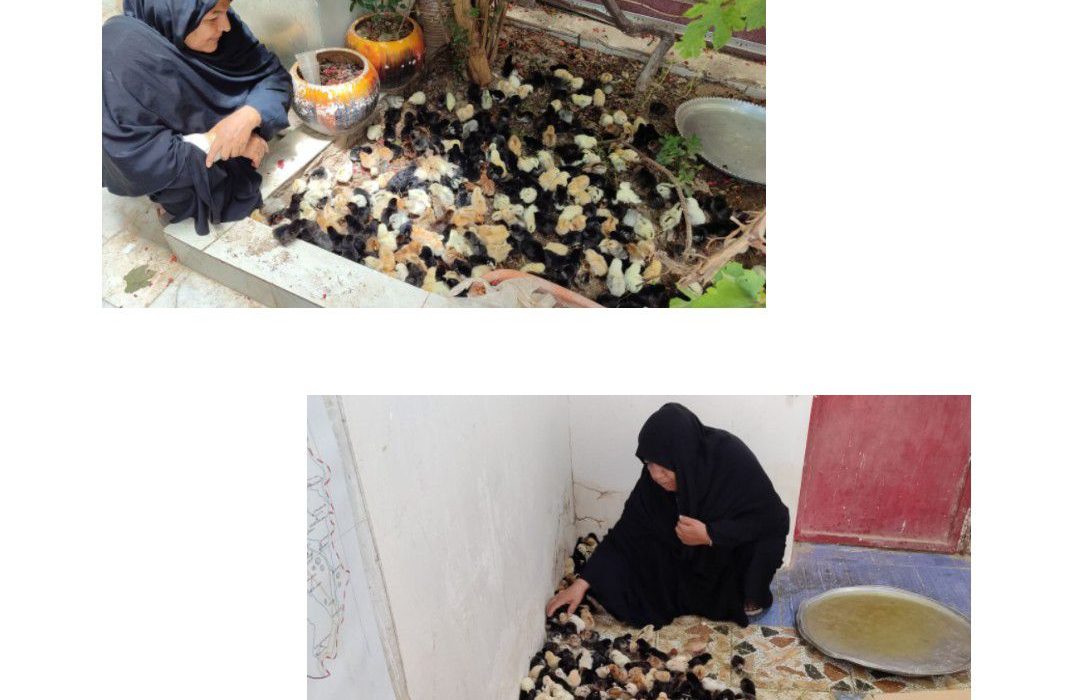 توزیع ۸۰۰ قطعه جوجه خزک در هیرمند