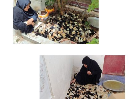 توزیع ۸۰۰ قطعه جوجه خزک در هیرمند