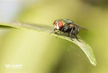 آموزش همگانی پیشگیری از بیماری‌های زئونوز در هیرمند