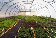 گلخانه‌ها، موتور محرک اقتصاد کشاورزی هیرمند