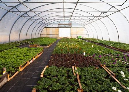 گلخانه‌ها، موتور محرک اقتصاد کشاورزی هیرمند