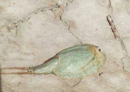 مشاهده فسیل زنده در تالاب بین المللی هامون