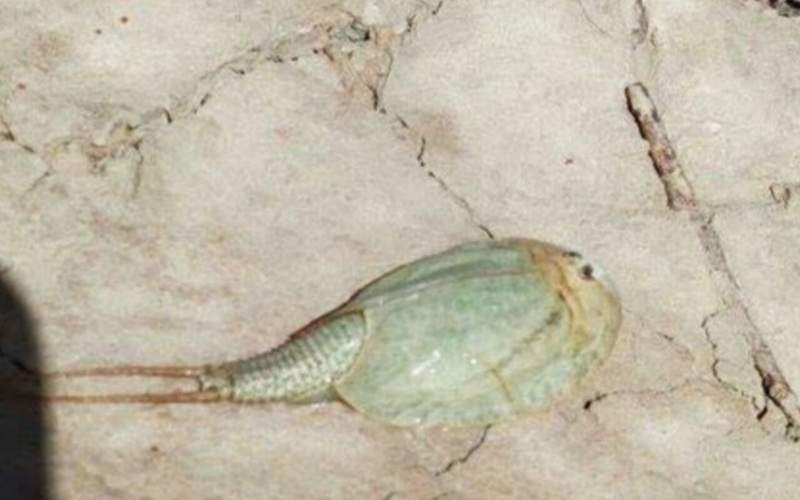 مشاهده فسیل زنده در تالاب بین المللی هامون