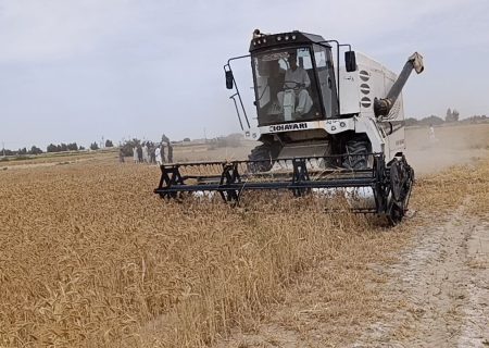 آغاز برداشت مکانیزه گندم و جو در  هیرمند