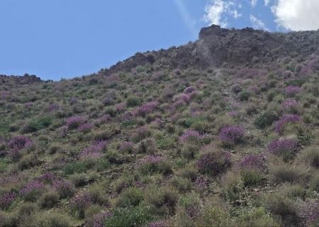 وجود ۱۰ میلیون هکتار مرتع در سیستان‌وبلوچستان