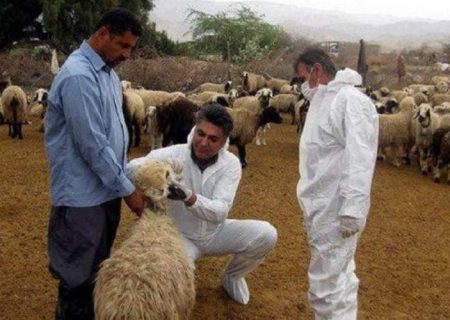 خطر شیوع تب کریمه کنگو در عید قربان