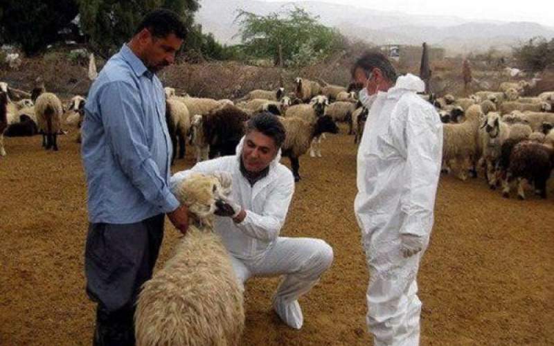 خطر شیوع تب کریمه کنگو در عید قربان