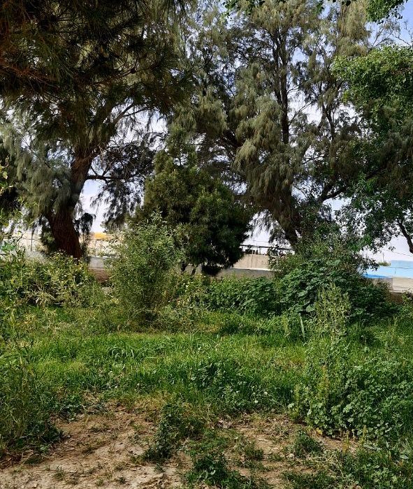 گره کور ۶۰ ساله اراضی شندول هیرمند باز شد