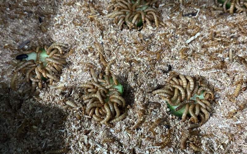 حشره میل‌ورم، راهی نو برای اشتغال زنان سیستان