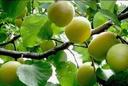 زردآلو؛ طلای زرد باغهای سیستانوبلوچستان