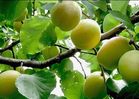 زردآلو؛ طلای زرد باغ‌های سیستان‌وبلوچستان