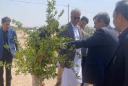 بزرگ‌ترین پارک جنگلی جنوب شرق کشور در زاهدان