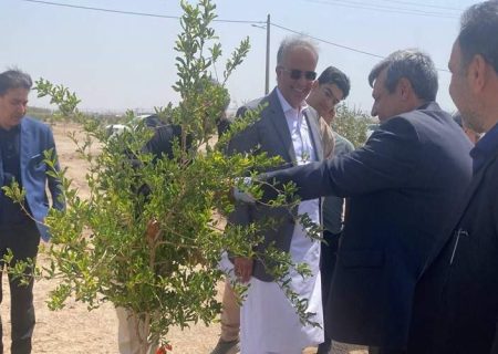 بزرگ‌ترین پارک جنگلی جنوب شرق کشور در زاهدان