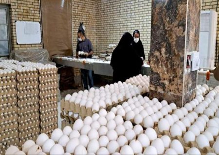 تولید تخم‌مرغ در زاهدان از مرز ۵۰۰ تن گذشت