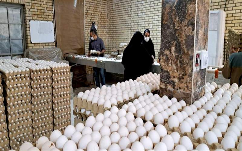تولید تخم‌مرغ در زاهدان از مرز ۵۰۰ تن گذشت