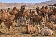 رشد بی‌نظیر پرورش شتر در سیستان‌وبلوچستان