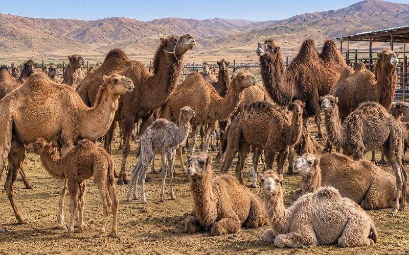 رشد بی‌نظیر پرورش شتر در سیستان‌وبلوچستان
