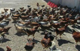 مرغ بومی، بال پرواز اشتغال زنان روستایی زهک