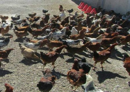 مرغ بومی، بال پرواز اشتغال زنان روستایی زهک