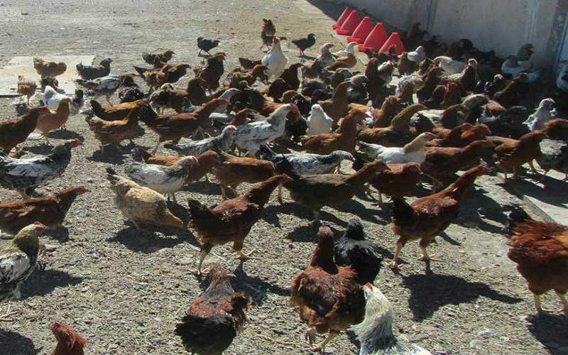 مرغ بومی، بال پرواز اشتغال زنان روستایی زهک