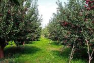 شتاب در صدور شناسنامه بهره‌برداران کشاورزی سیستان‌وبلوچستان