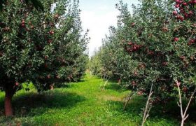 شتاب در صدور شناسنامه بهره‌برداران کشاورزی سیستان‌وبلوچستان