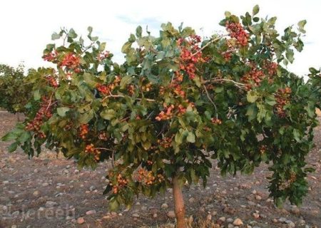 آبیاری نوین در ۱۱۰۰ هکتار باغات پسته زاهدان