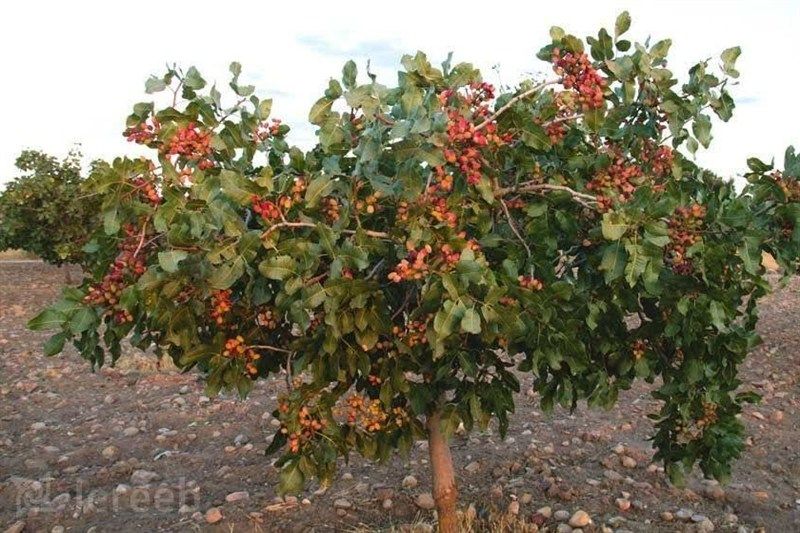 آبیاری نوین در ۱۱۰۰ هکتار باغات پسته زاهدان