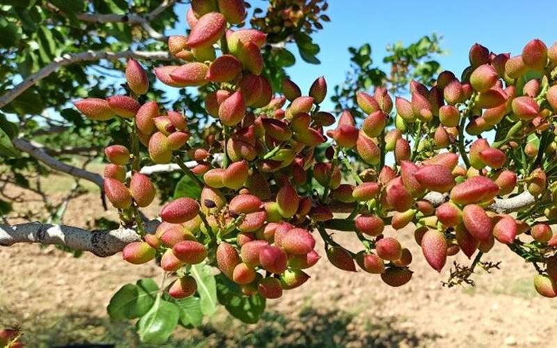 افزایش ۱۰۰۰ هکتاری سطح باغ‌های پسته سیستان‌وبلوچستان