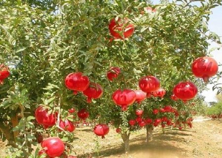 برداشت ۳۱ هزار تن انار از باغ‌های سیستان‌وبلوچستان 