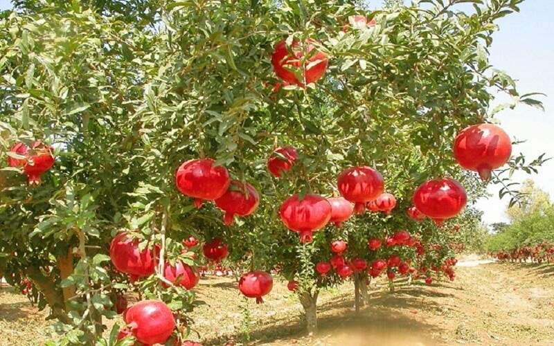 برداشت ۳۱ هزار تن انار از باغ‌های سیستان‌وبلوچستان 