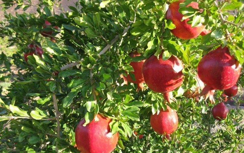 زاهدان آماده برداشت ۲۸۰۰ تن انار