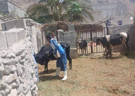 واکسیناسیون ۱۸۵۰ رأس دام علیه تب برفکی کیشکور