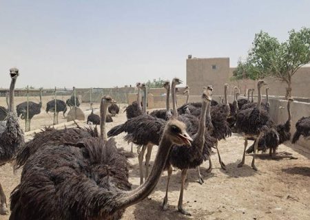 بال‌های شترمرغ بر فراز اقتصاد هیرمند